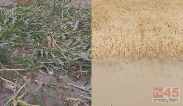 बे-मौसम आंधी और बारिश से गेहूं और मक्का की फसल बर्बाद, किसानों की बढ़