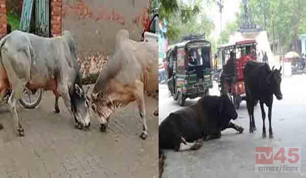 रांची में सांड के आतंक