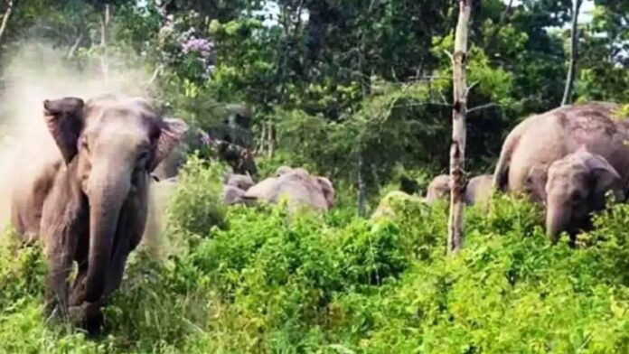 22 हाथियों के झुंड की दस्तक से सदर प्रखंड क्षेत्र में दहशत, वन विभाग अलर्ट
