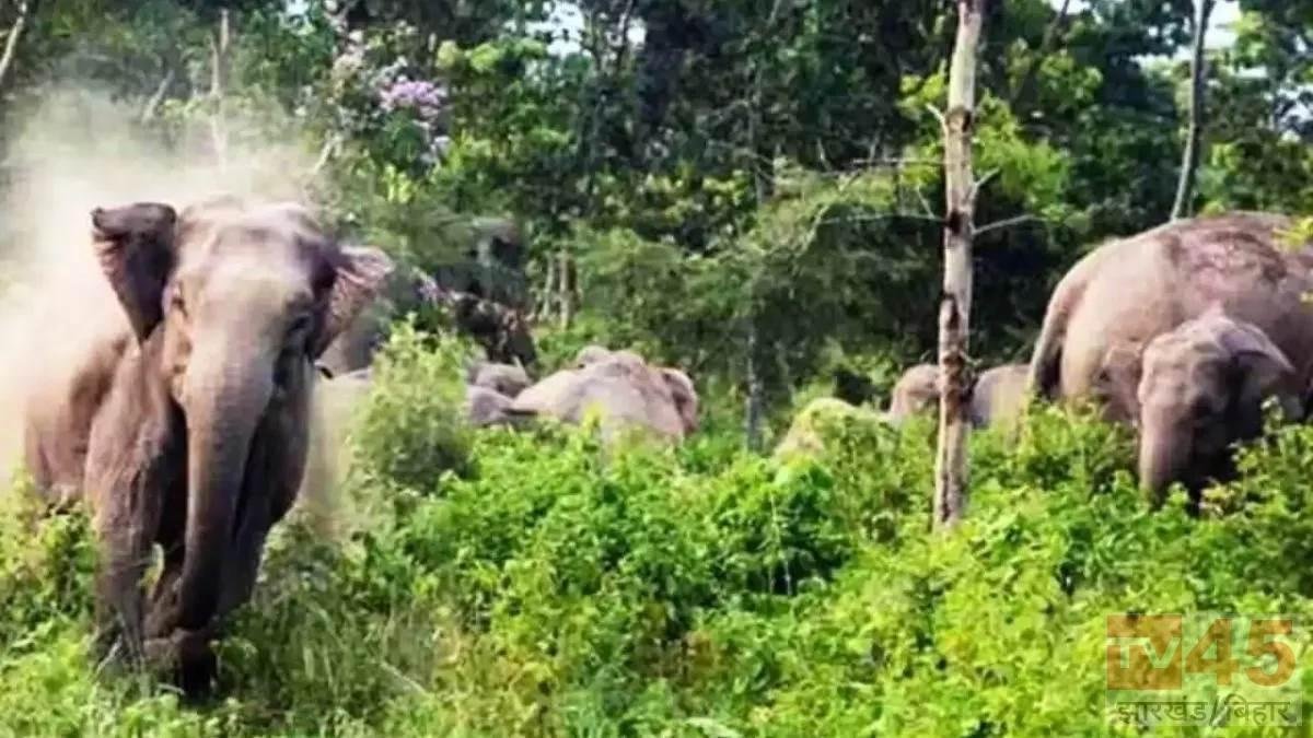22 हाथियों के झुंड की दस्तक से सदर प्रखंड क्षेत्र में दहशत, वन विभाग अलर्ट