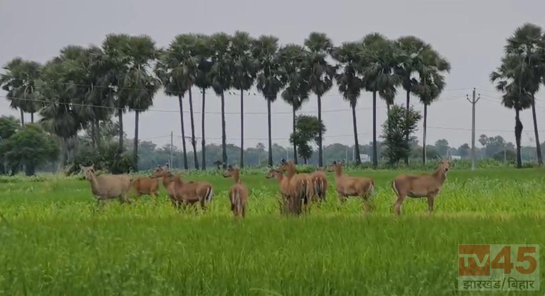नीलगायों का आतंक
