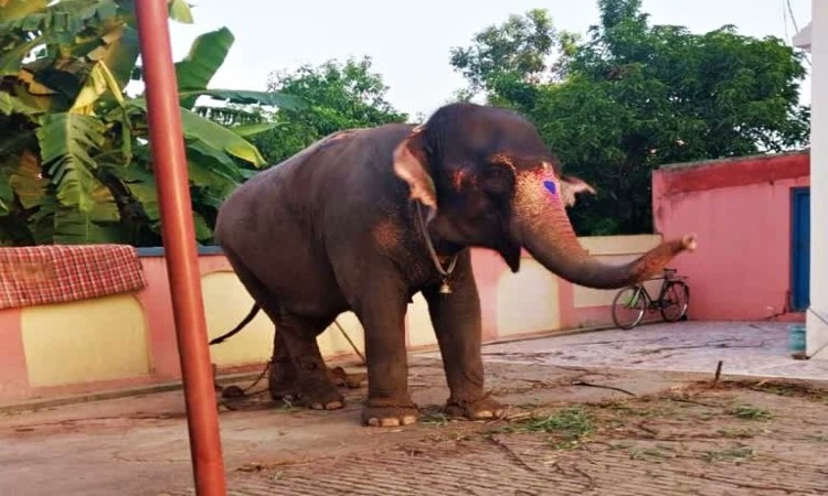 1 करोड़ रुपये की हथिनी 'जयमती' बिहार के छपरा से बरामद