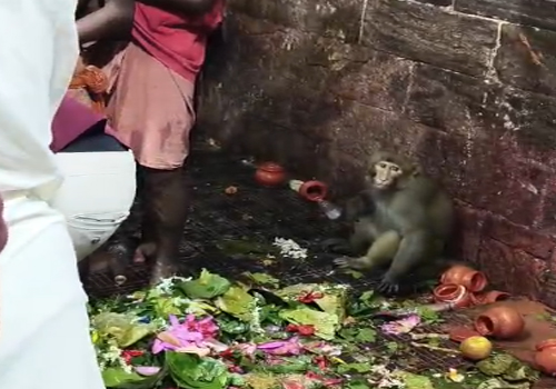 बाबा बैद्यनाथ धाम में बंदर ने किया अनोखा दर्शन, श्रद्धालुओं में खुशी की लहर