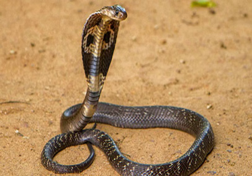 मुजफ्फरपुर में सर्पदंश से मृत घोषित बच्चा जिंदा होने के दावे से हड़कंप