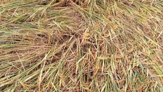 बेमौसम बारिश से सारठ प्रखंड के किसानों की बढ़ी मुश्किलें