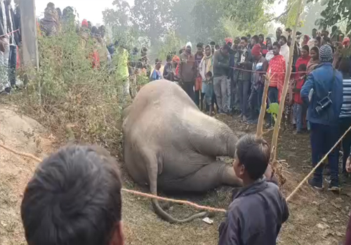 झारखंड के चिनियां में बिजली के तार से गर्भवती हथिनी की हुई करंट से मौत