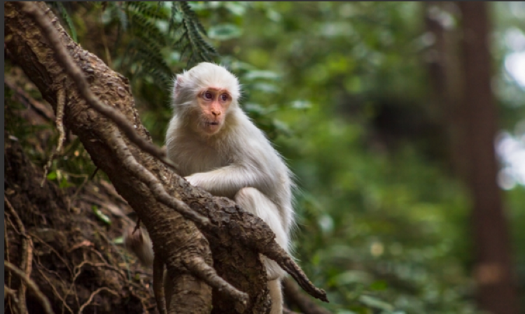 हिमाचल के जंगलों में दिखा दुर्लभ 'सफेद बंदर', असम के बाद देश में दूसरी बार आया नजर