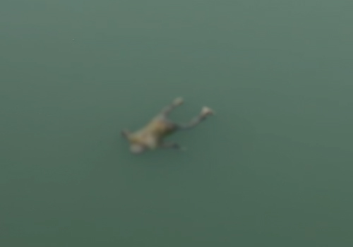 सरायकेला: कारकी डीह नदी से बरामद हुआ अज्ञात शव, इलाके में सनसनी