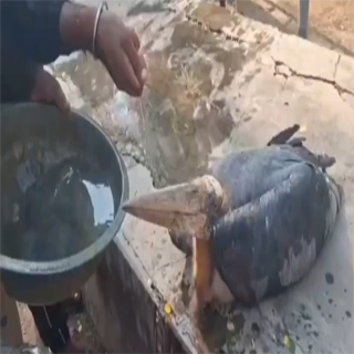 मुंगेर में घायल विदेशी साइबेरियन पक्षी मिला, वन विभाग ने किया सफल रेस्क्यू