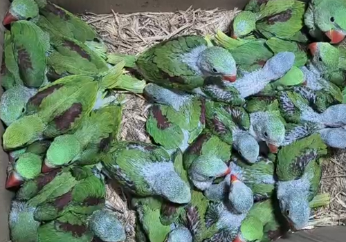 वन्यजीवों की तस्करी के खिलाफ वन विभाग को मिली सफलता