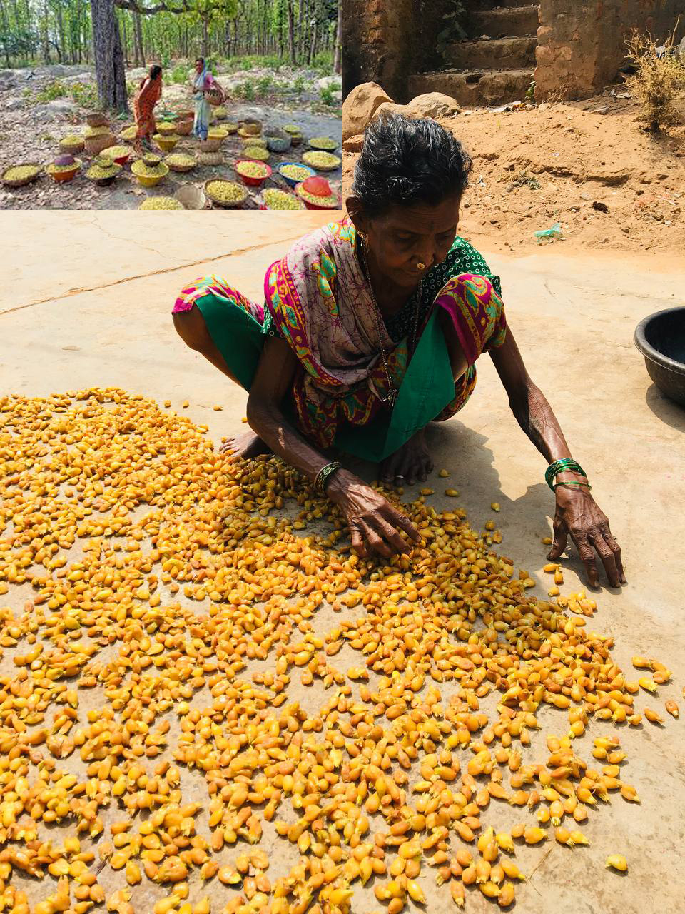 ग्रामीण अर्थव्यवस्था को बढ़ावा देने के लिए झारखंड में महुआ बोर्ड गठन का प्रस्ताव