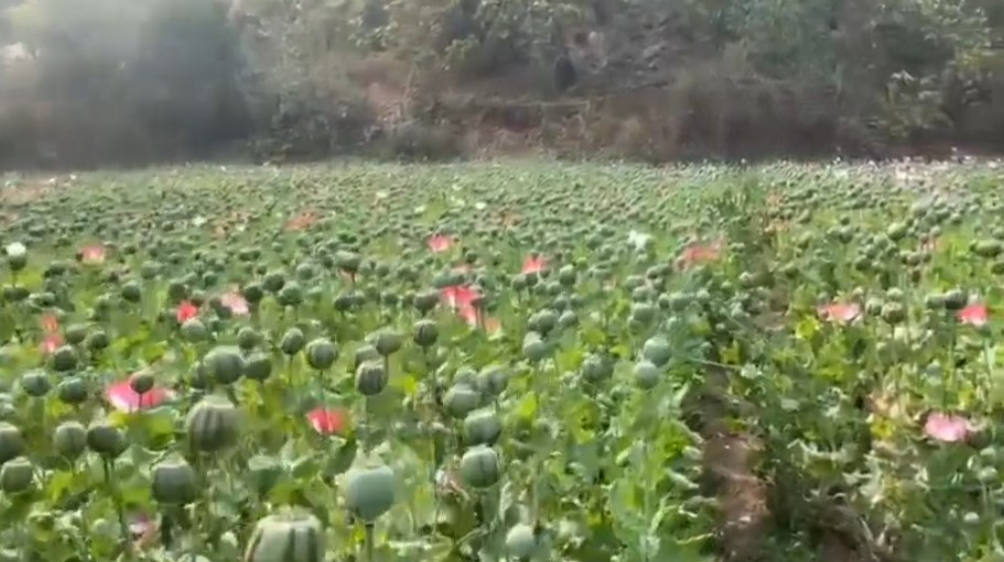 लोहरदगा में पुलिस ने अफीम की फसल नष्ट की, 1.53 किलो अफीम और दो बंदूकें बरामद