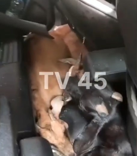 जमशेदपुर में 9 लाख की कार से बकरी चोरी करने वाला मोहम्मद इंजमाम गिरफ्तार