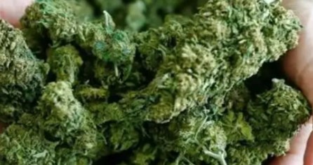 गयाजी एयरपोर्ट पर 1 हफ्ते में 18.5 करोड़ का हाइड्रोपोनिक गांजा जब्त