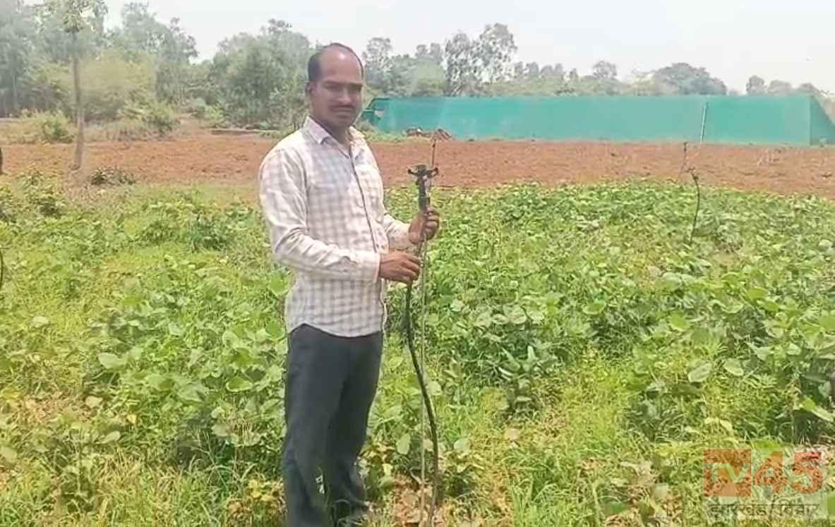 सरिया वन क्षेत्र में हाथियों का आतंक: तीसरे दिन भी किसानों की फसल तबाह, लाखों का नुकसान