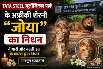 टाटा स्टील Zoological Park के अफ्रीकी शेरनी "जोया" का बीमारी और बढ़ती उम्र के कारण निधन