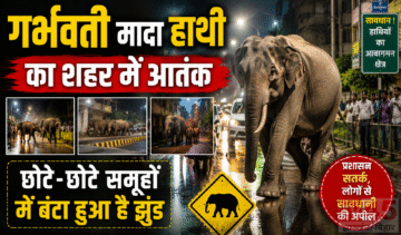 गर्भवती मादा हाथी (Pregnant female elephant) का शहर में आंतक, छोटे-छोटे समूहों में बंटा हुआ है झुंड