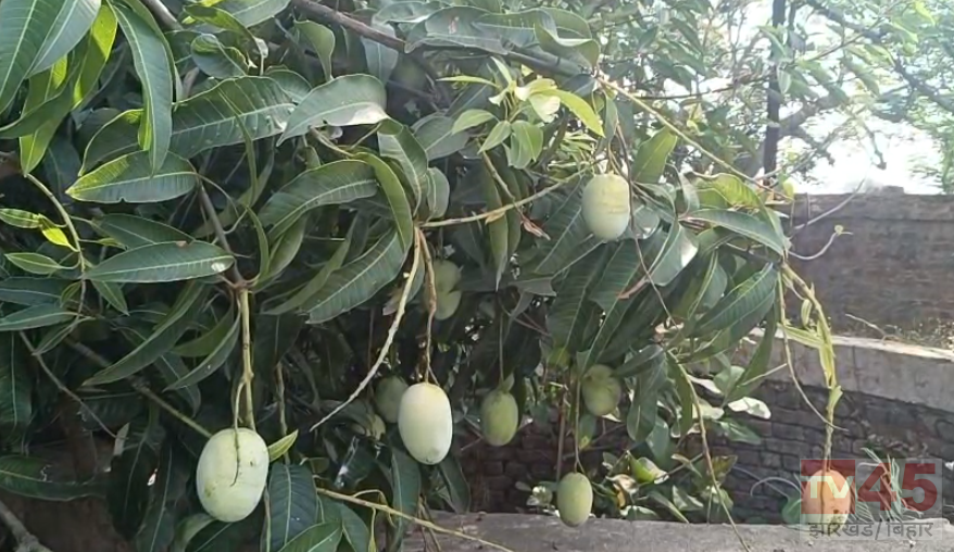कोडरमा के मजनू डी के आम के दीवाने हुए अमेरिका के लोग