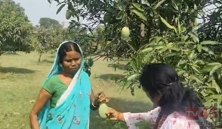 पश्युचिम एशिया युद्ध की कड़वाहट के बीच ‘आम की मिठास’ रामगढ़ से लंदन तक पहुंचा