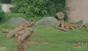टुंडी वन (Tundi Forest ) विभाग की टीम ने गुप्त सूचना के आधार पर की छापेमारी, पेड़ों के 16 टुकड़े किए गए जब्त