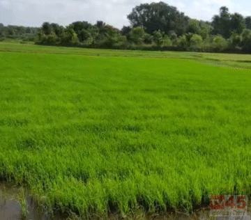 किसानों के लिए गले का फंदा बना खेतों की सिंचाई ! आजीविका (Livelihood) पर मंडराया संकट