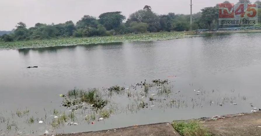 बोकारो: सूर्य सरोवर तालाब में हजारों मछलियों की रहस्यमय मौत, जहर या प्रदूषण की आशंका से बढ़ी चिंता