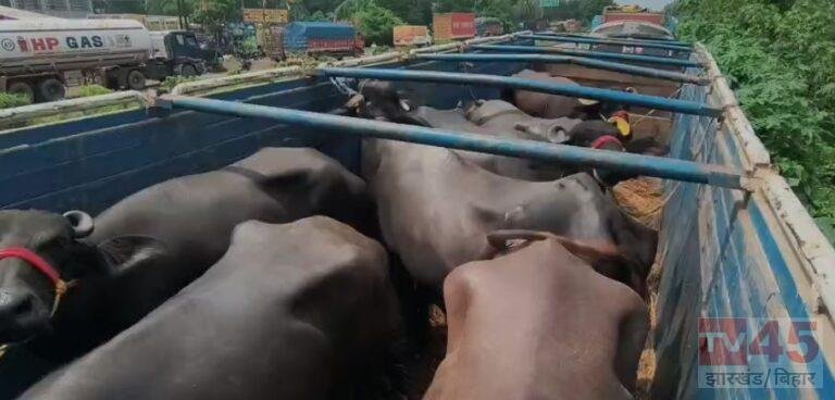 निरसा में मवेशी लदे पांच वाहनों को पुलिस ने रोका, जांच के लिए गौशाला भेजे गए गोवंश