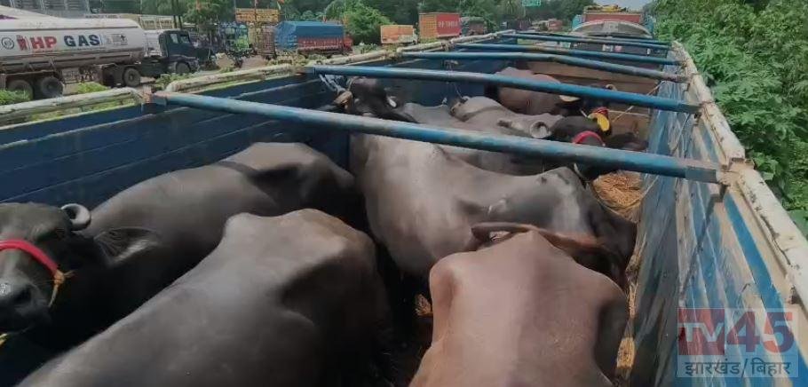 निरसा में मवेशी लदे पांच वाहनों को पुलिस ने रोका, जांच के लिए गौशाला भेजे गए गोवंश