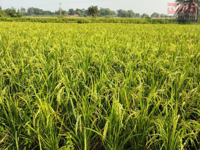धान की बालियों में दूध भरने का समय, जानें दिन और रात की बारिश का फसल पर क्या पड़ेगा असर कृषि विभाग ने जारी की जरूरी एडवाइजरी